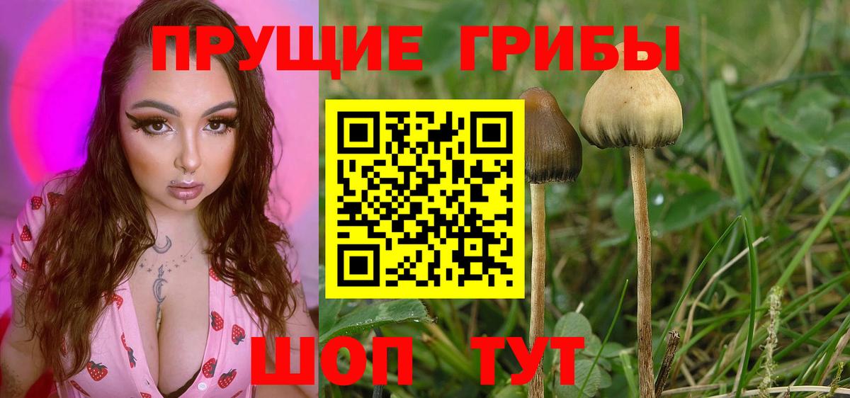 Галлюциногенные грибы Psilocybine cubensis  Вход с VPN  купить наркотики цена  Галлюциногенные грибы MAGIC MUSHROOMS  Ессентуки 